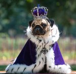 pug-in-king-royalty-costume.jpg