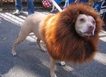 pitbull-wearing-lion-costume.jpg