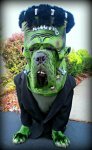 frankenstein-dog-costume.jpg
