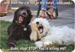 Funny-dogs.jpg