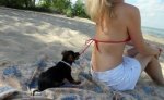 dog-bikini-babe-animal-behaving-badly-628.jpg
