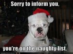 funny christmas dog.jpg
