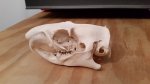 Woodchuck Skull.jpg