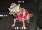 funny-christmas-dogs-cute3.jpg