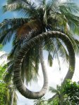 Funny-Twisted-Palm-Coconut-Tree.jpg