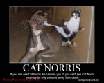 Chuck-Norris-Cat-Meme.jpg