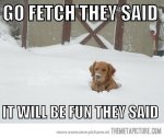 funny-dog-snow-winter.jpg