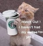 caffcat.jpg