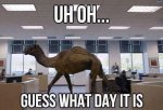 HUMP DAYYY.jpg