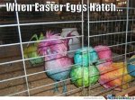 when-easter-eggs-hatch_o_260108.jpg