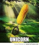 unicorn 3.jpg