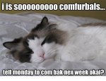 cat-monday.jpg