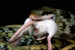 snake_eating_rat.jpg