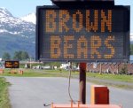 brown bears.jpg