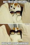 glasses-make-kitty-look-fab.jpg