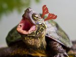 chinese-pond-turtle.jpg