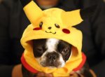 pokemon dog costume.jpg