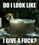 Do-I-look-like---funny-dog-meme.jpg