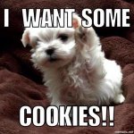 funny-dog-memes-dog-loves-cookies.jpg