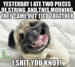 Ate-two-pieces-of-string-funny-dog-meme.jpg