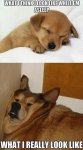 Sleeping---What-I-think-vs-what-I-look-like---dog-meme.jpg