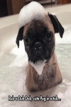 Too-funny-dog-dog-puppy-pup.gif