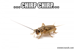 crickets.png