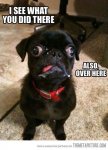 Dogs-Memes-new-16.jpg