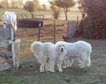 09-14-16 White woofs 2.jpg