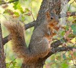 Squirrel-in-tree-vaping.jpg
