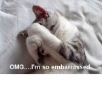 embarrassed kitty.jpg
