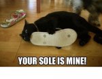 020-FUNNY-CAT-MEME.jpg