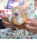 cheeseburger kitty.jpg