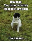 cow poop cat.jpg