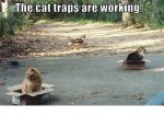 cat traps.jpg