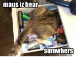 drawer cat.jpg