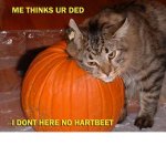 punkin kitty.jpg