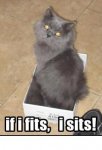 gray cat box.jpg