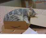 sleep in box1.JPG