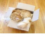 sleep in box4.JPG