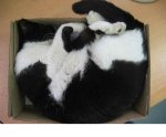 sleep in box11.JPG