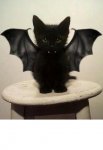 bat cat.jpg