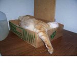 sleep in box12.JPG