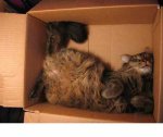 sleep in box14.JPG