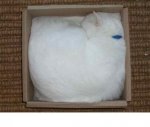 sleep in box15.JPG