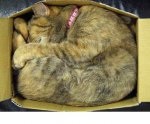 sleep in box16.JPG