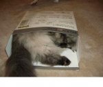 sleep in box17.JPG