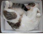 sleep in box18.JPG