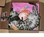 sleep in box19.JPG