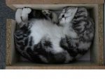 sleep in box21.JPG